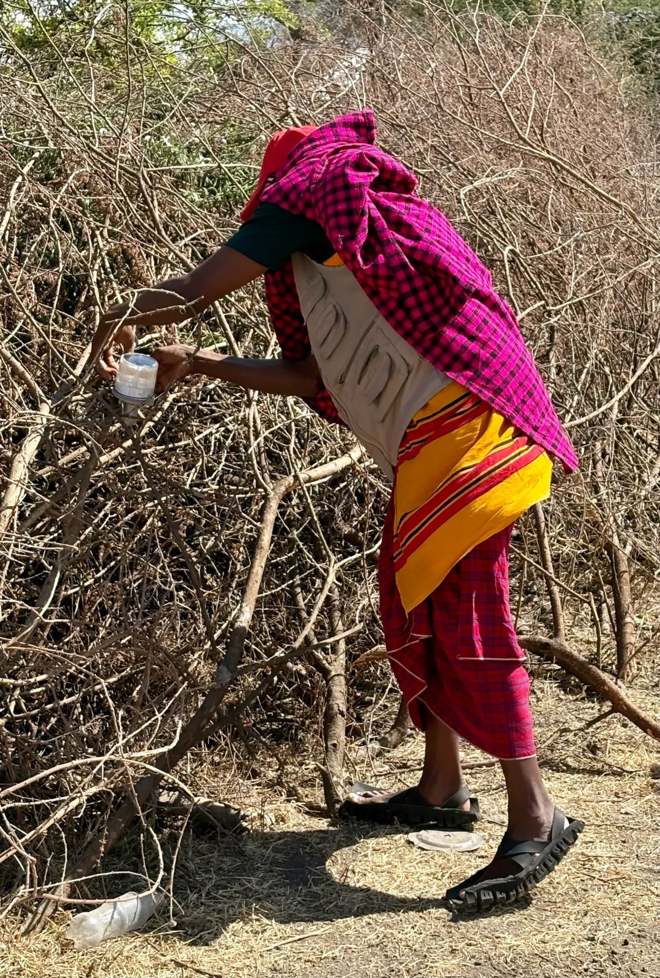 Person collecting water from thorny bush.