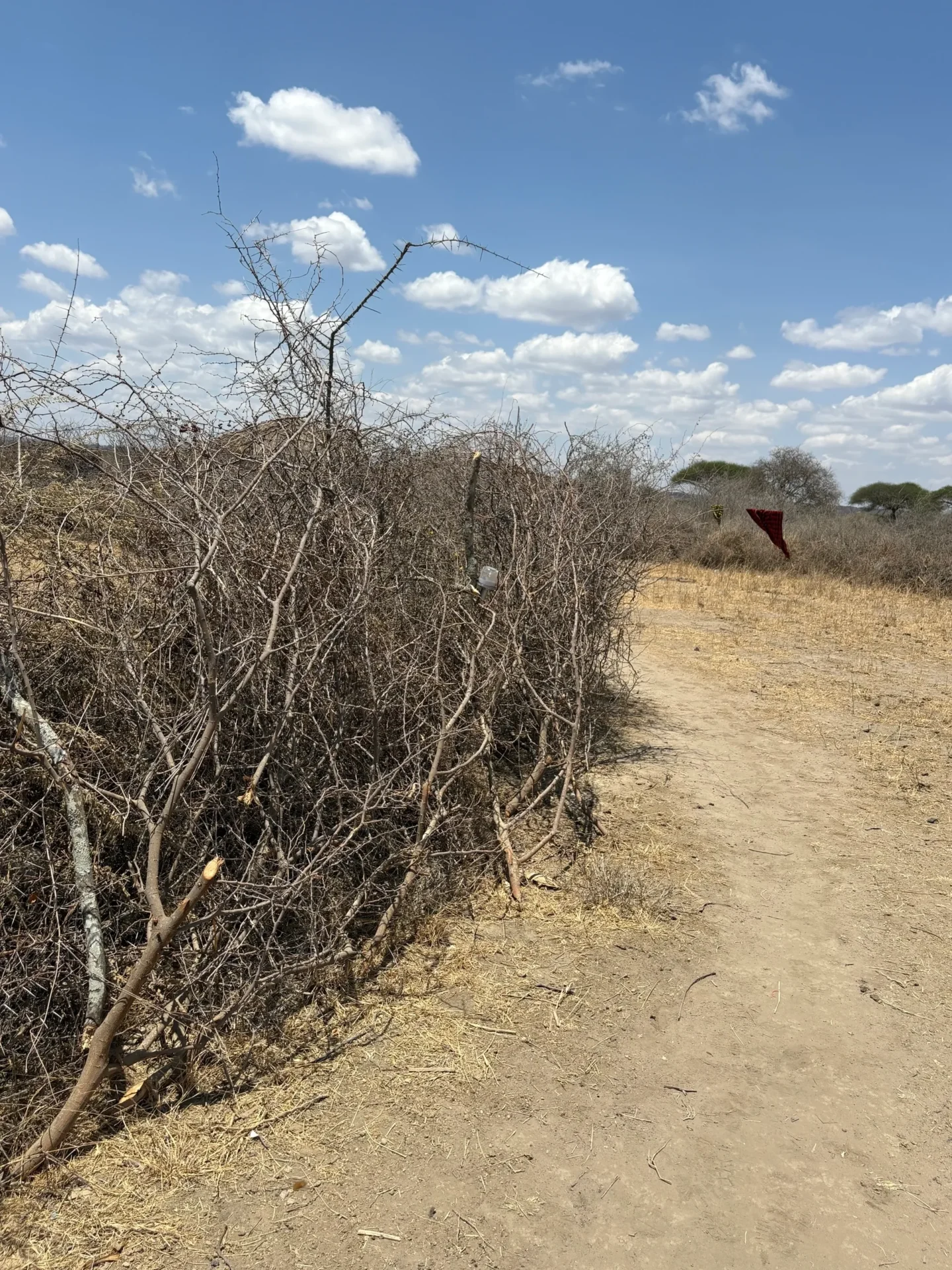Plastic bottle on dry, tangled branches outdoors.