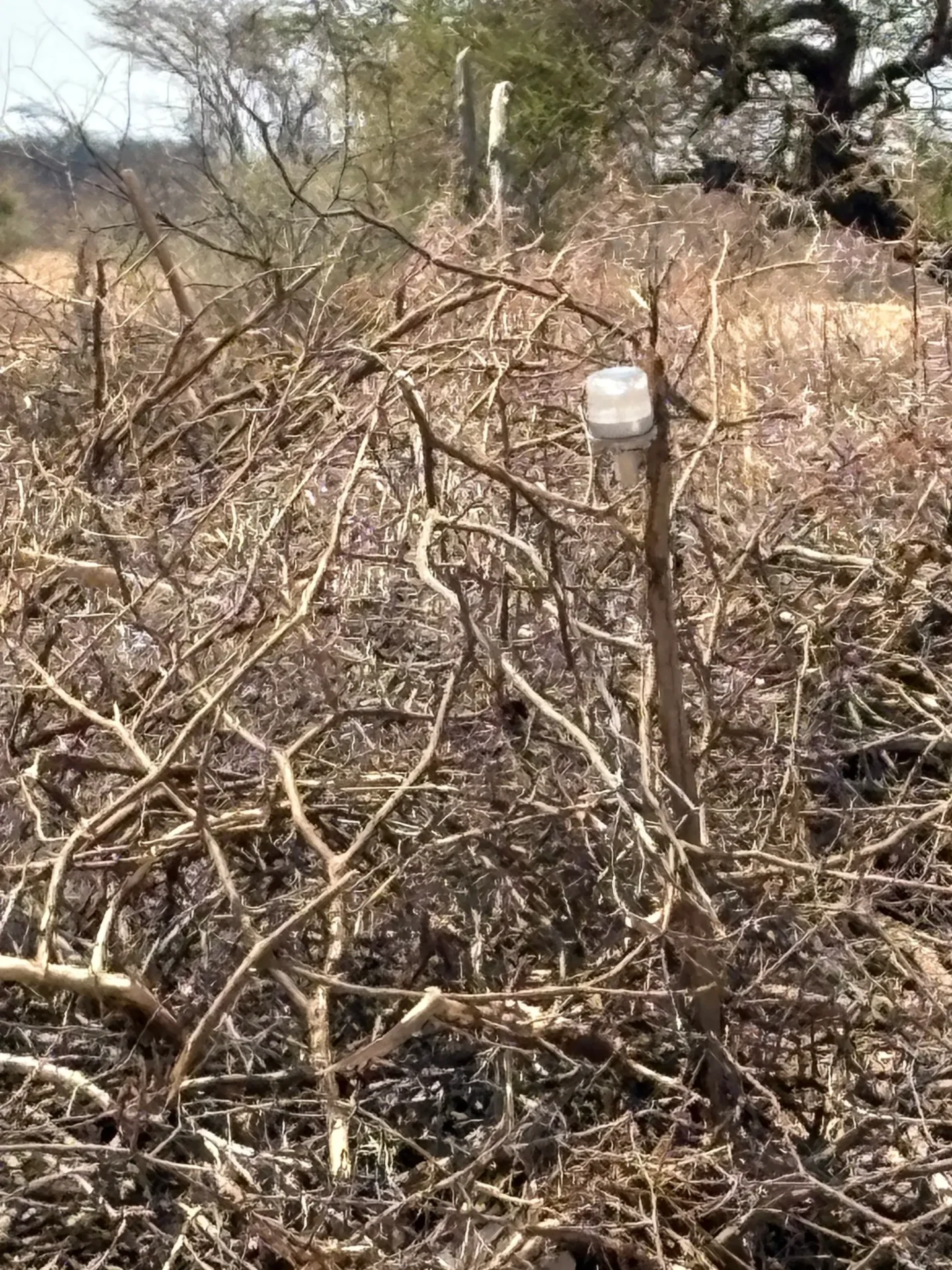 Plastic bottle on dry, tangled branches outdoors.