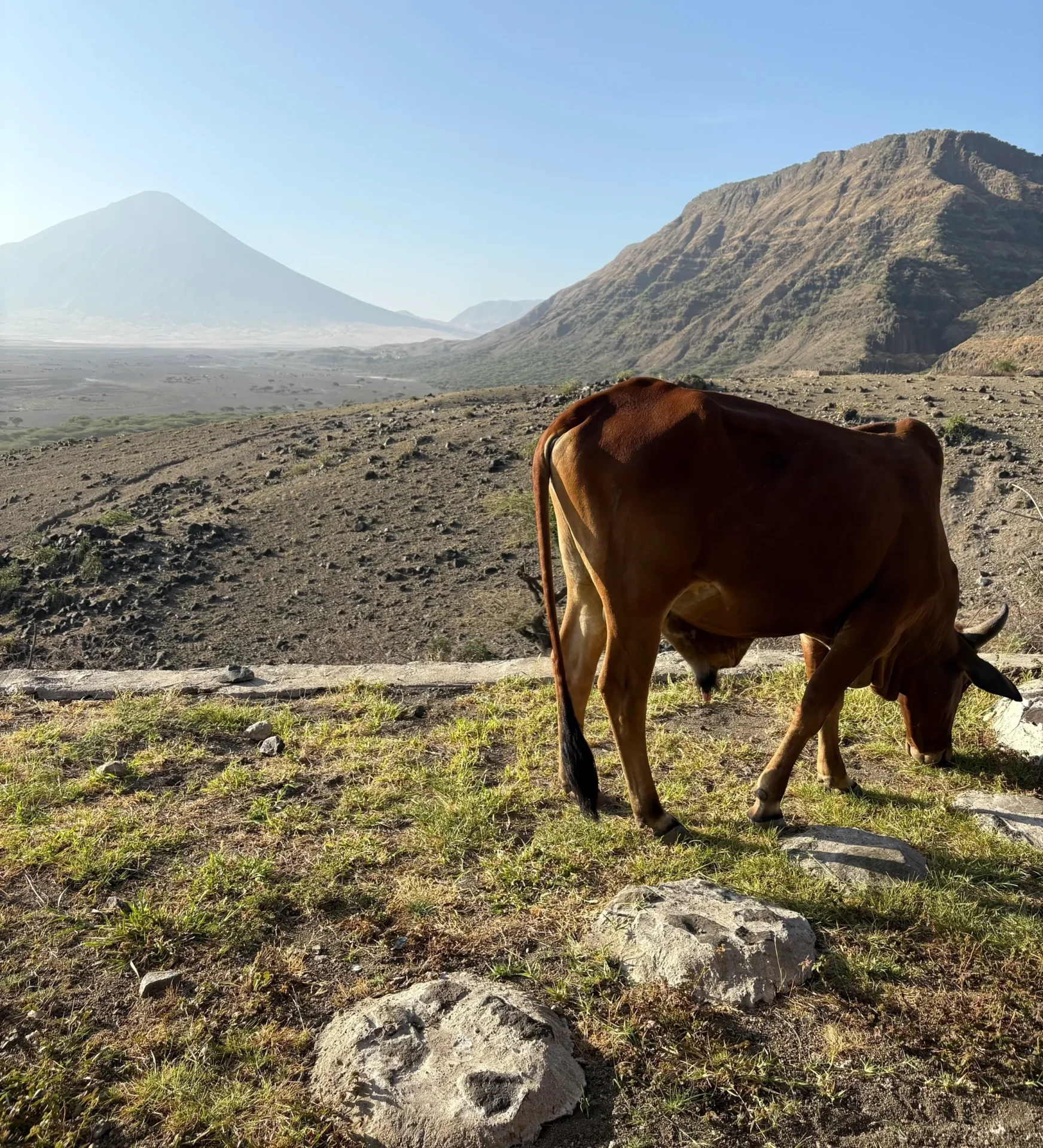 Cow grazing near mountains under clear sky.