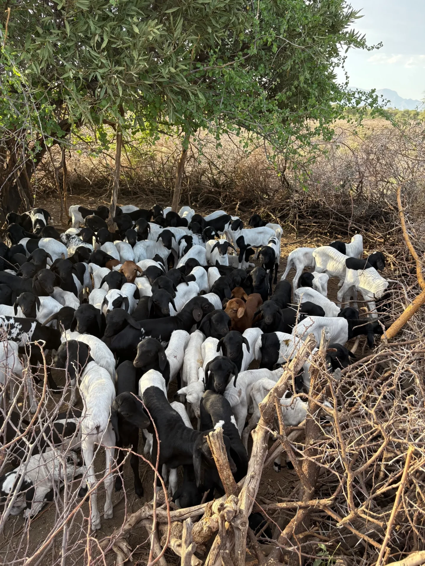Herd of goats gathered under a tree.