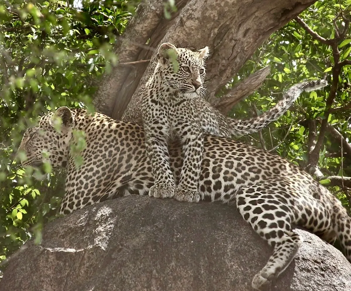 Two leopards resting on a large rock.