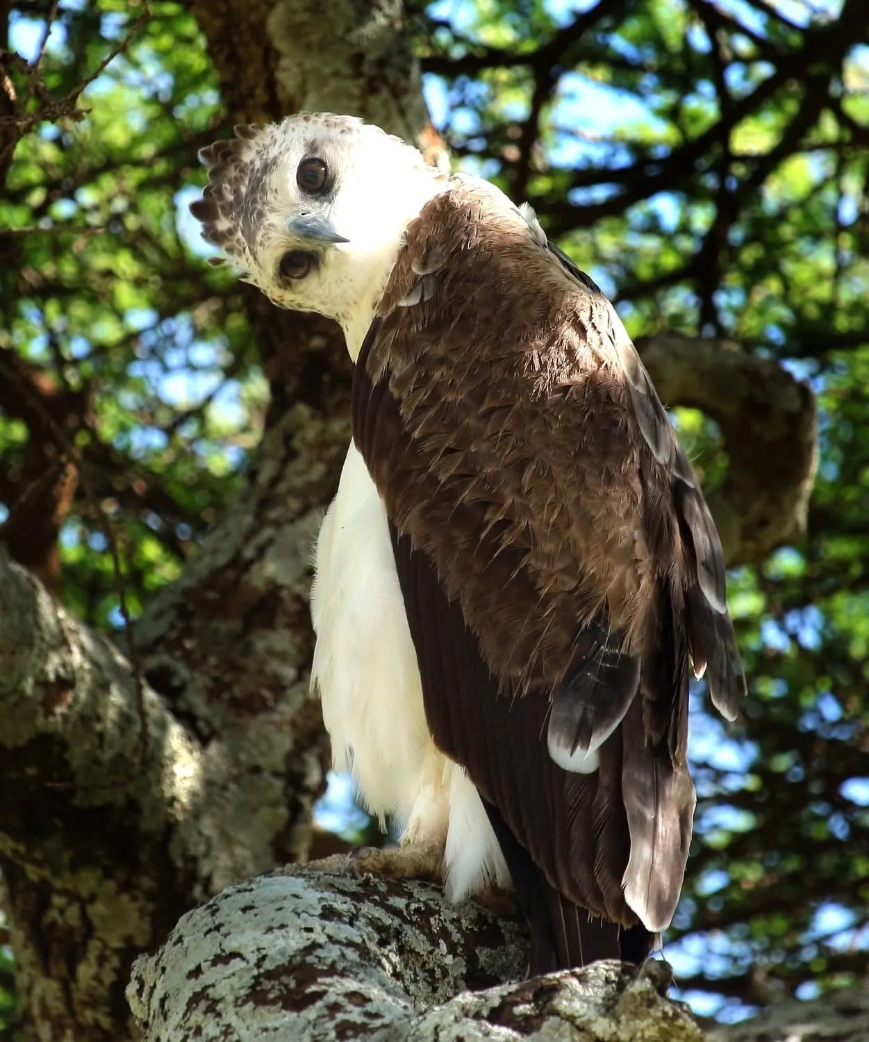 Eagle perched on tree branch, looking sideways.