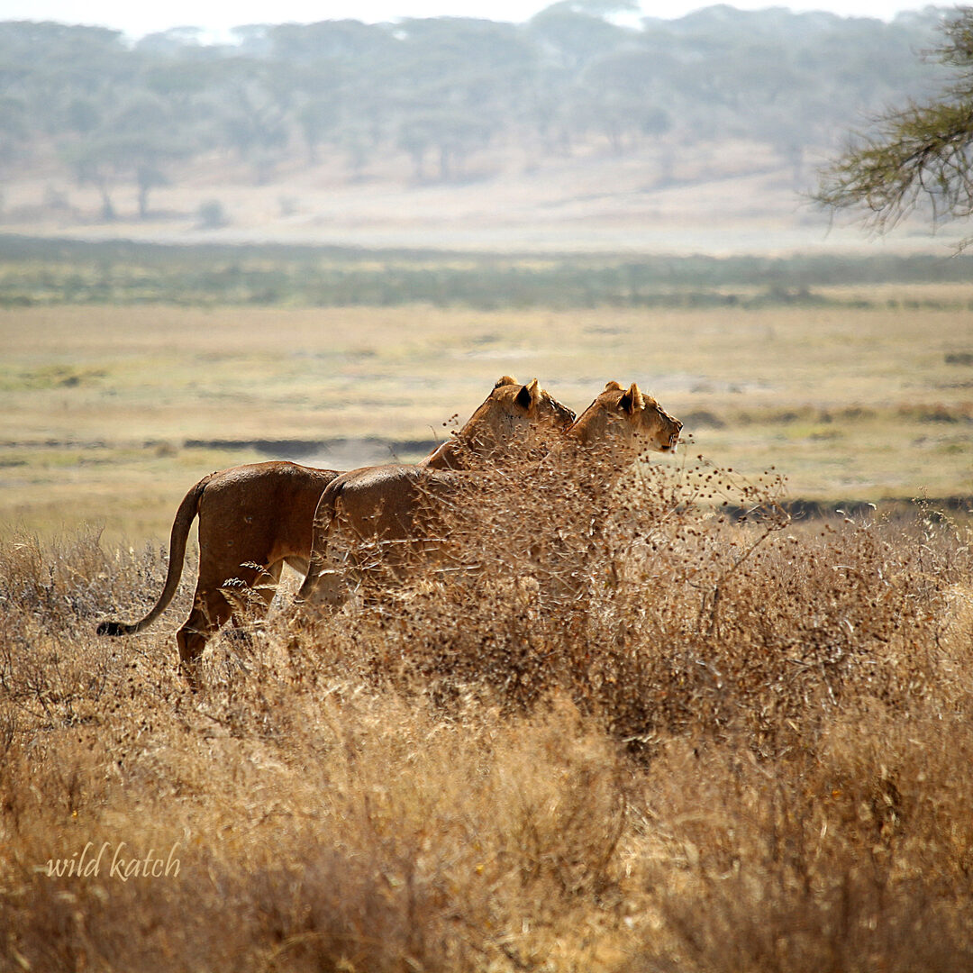 Tanzania Lion Illumination Project